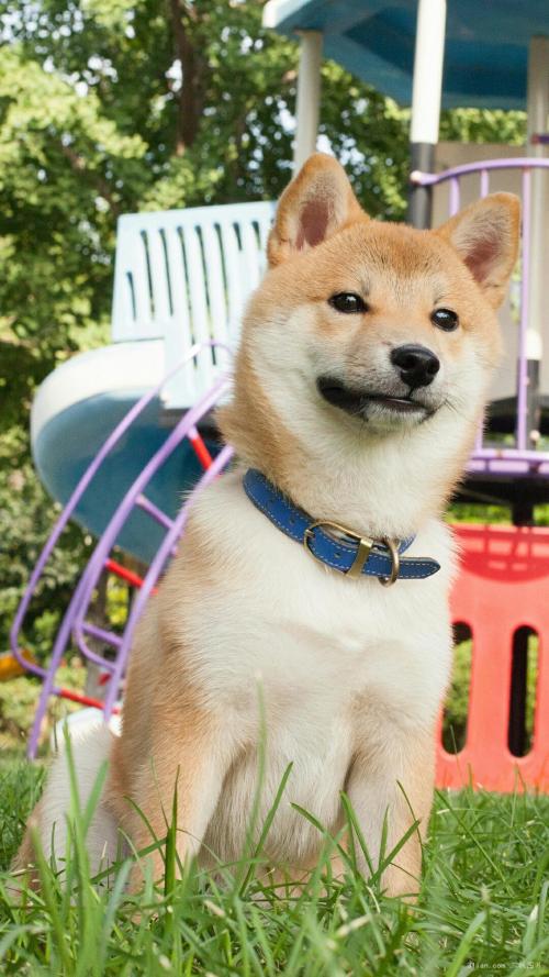 ںӹ2ȷ1֢״Ⱦг̹켣